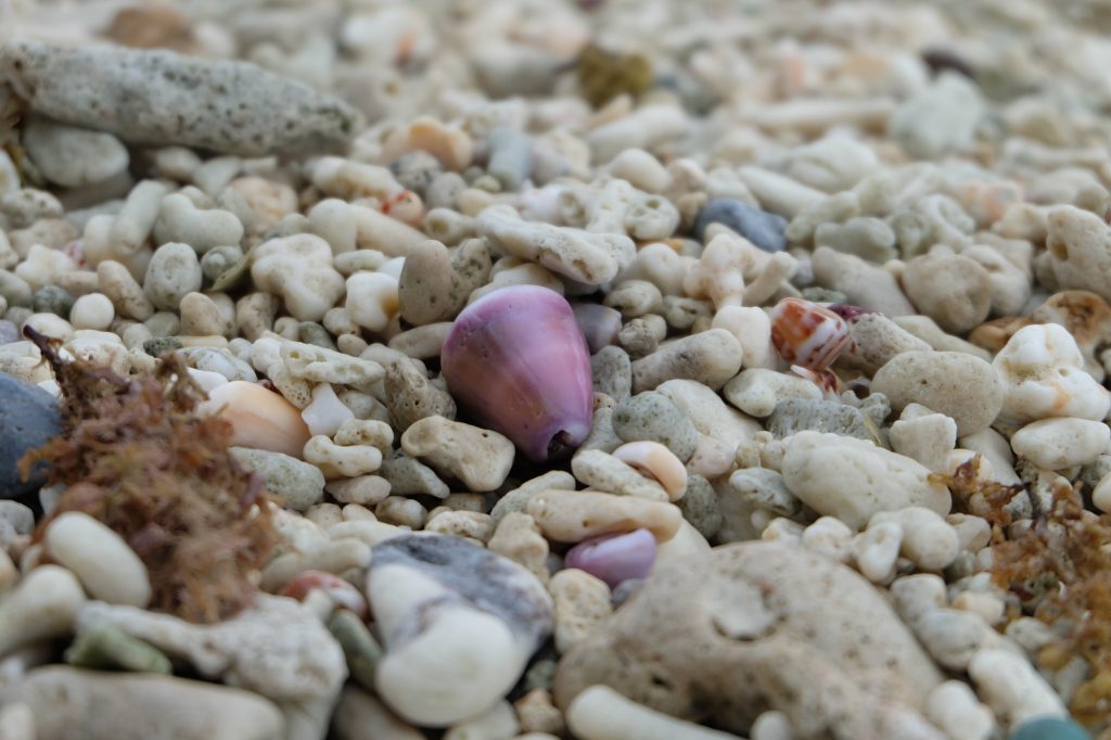 久高島の紫色の貝殻