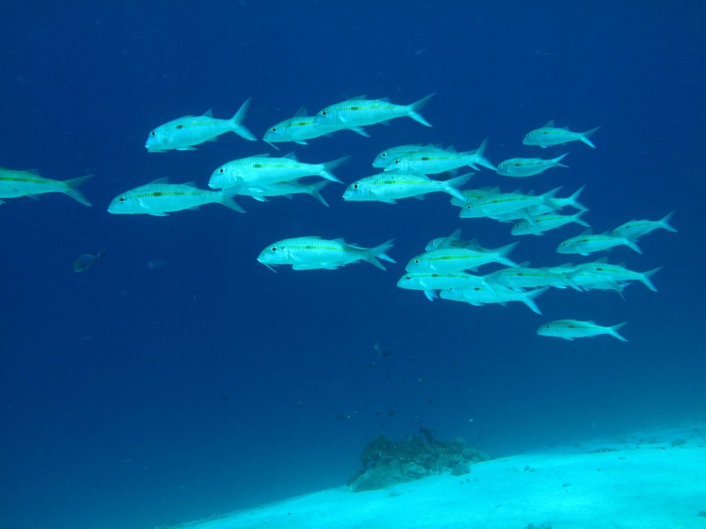 バリ島の海の中で魚が泳いでいる