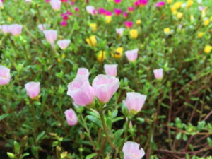 新宿御苑のピンクの小さな花