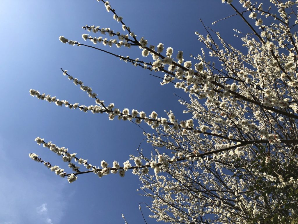 青空の下で咲く梅の花