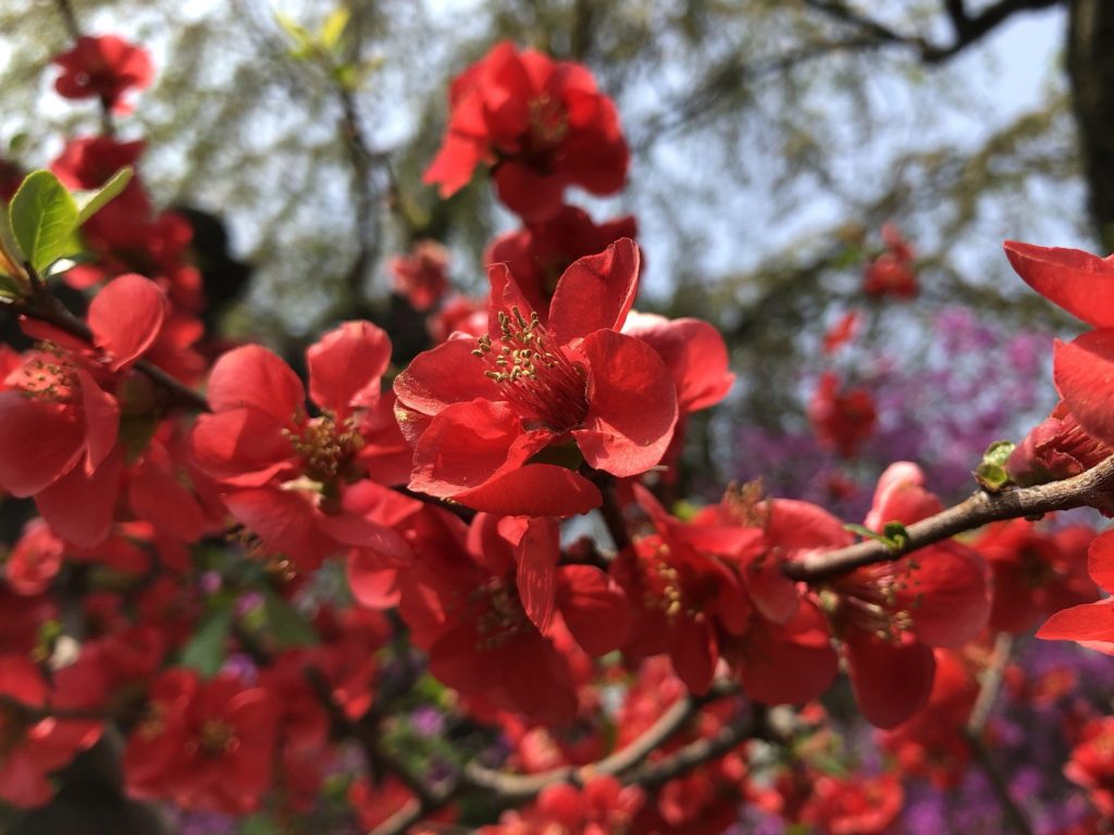 春に咲く赤い花