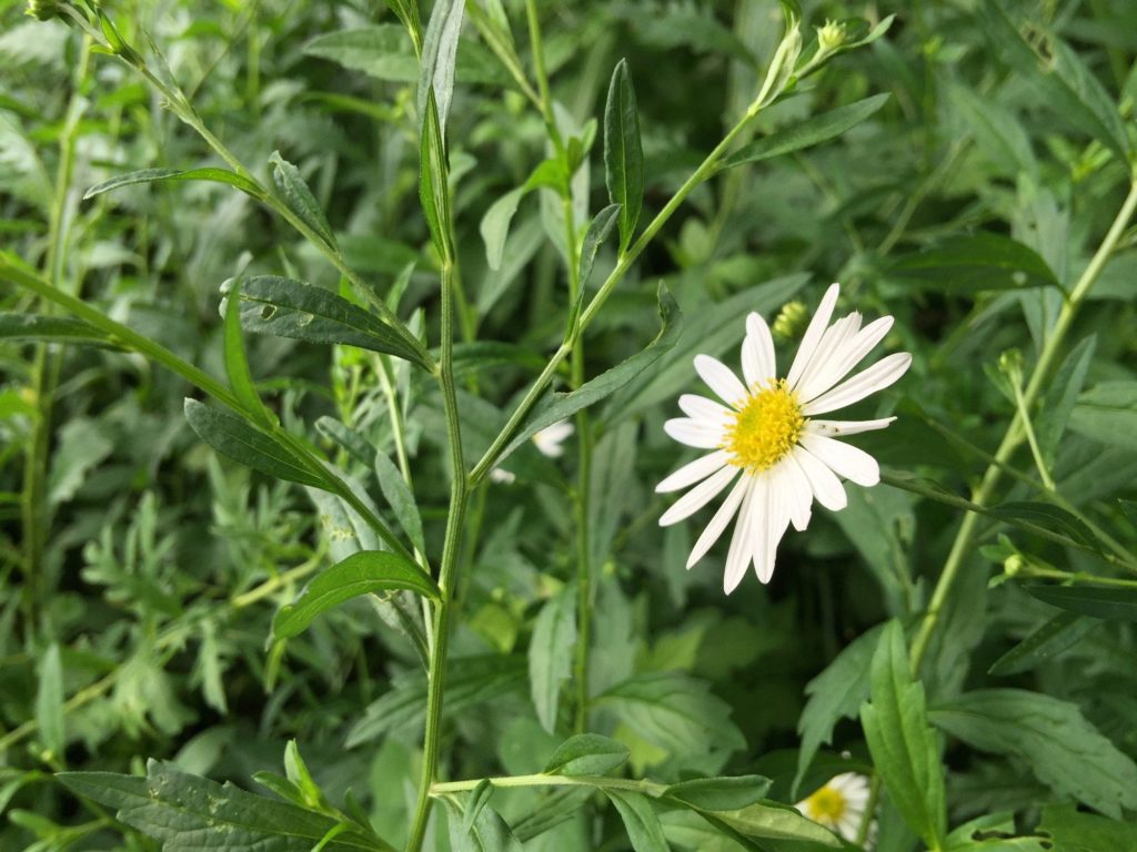 駒ヶ根の白い花