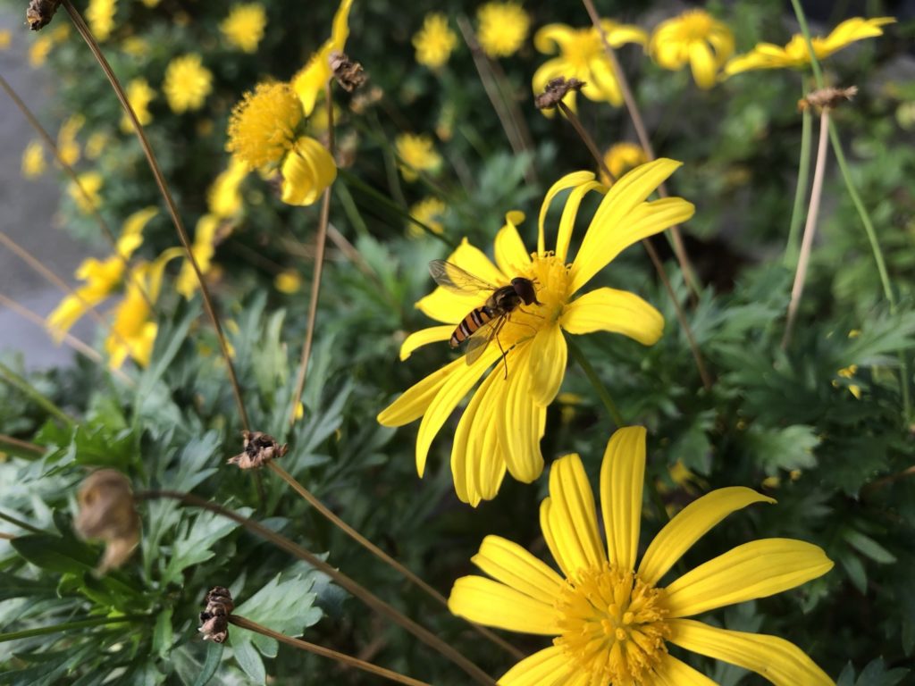 黄色い花と蜂
