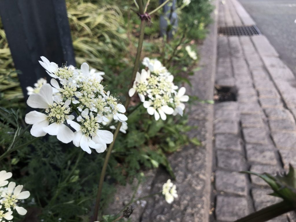 道端の白い花