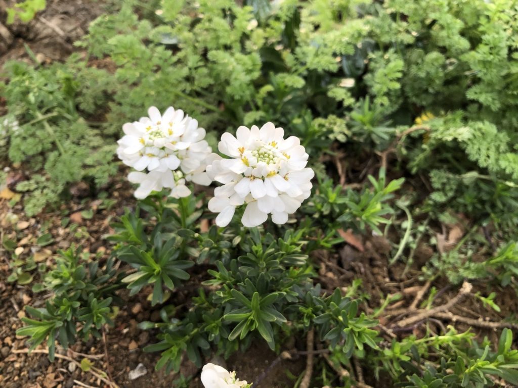 ふたつの白い花