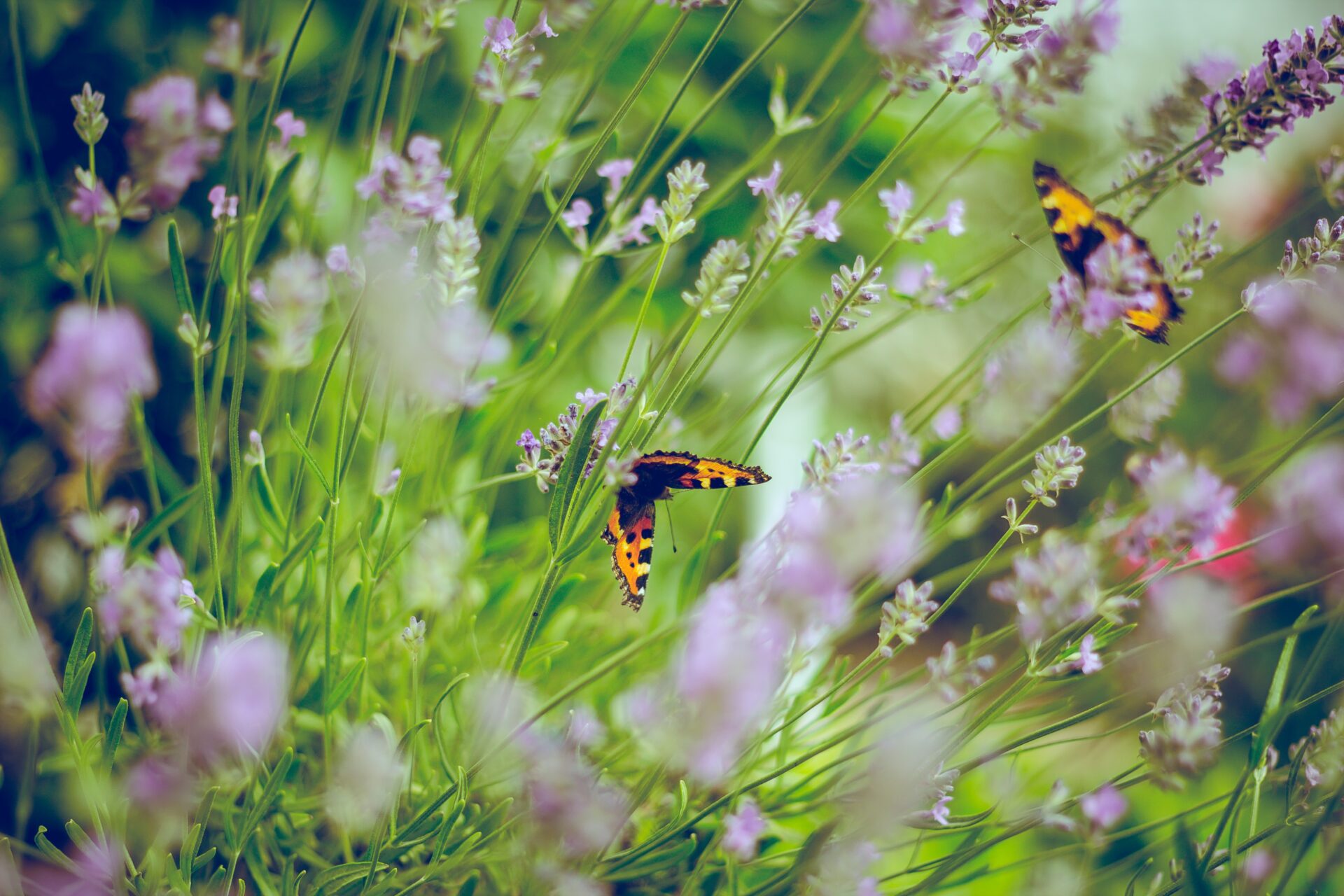 花と蝶々