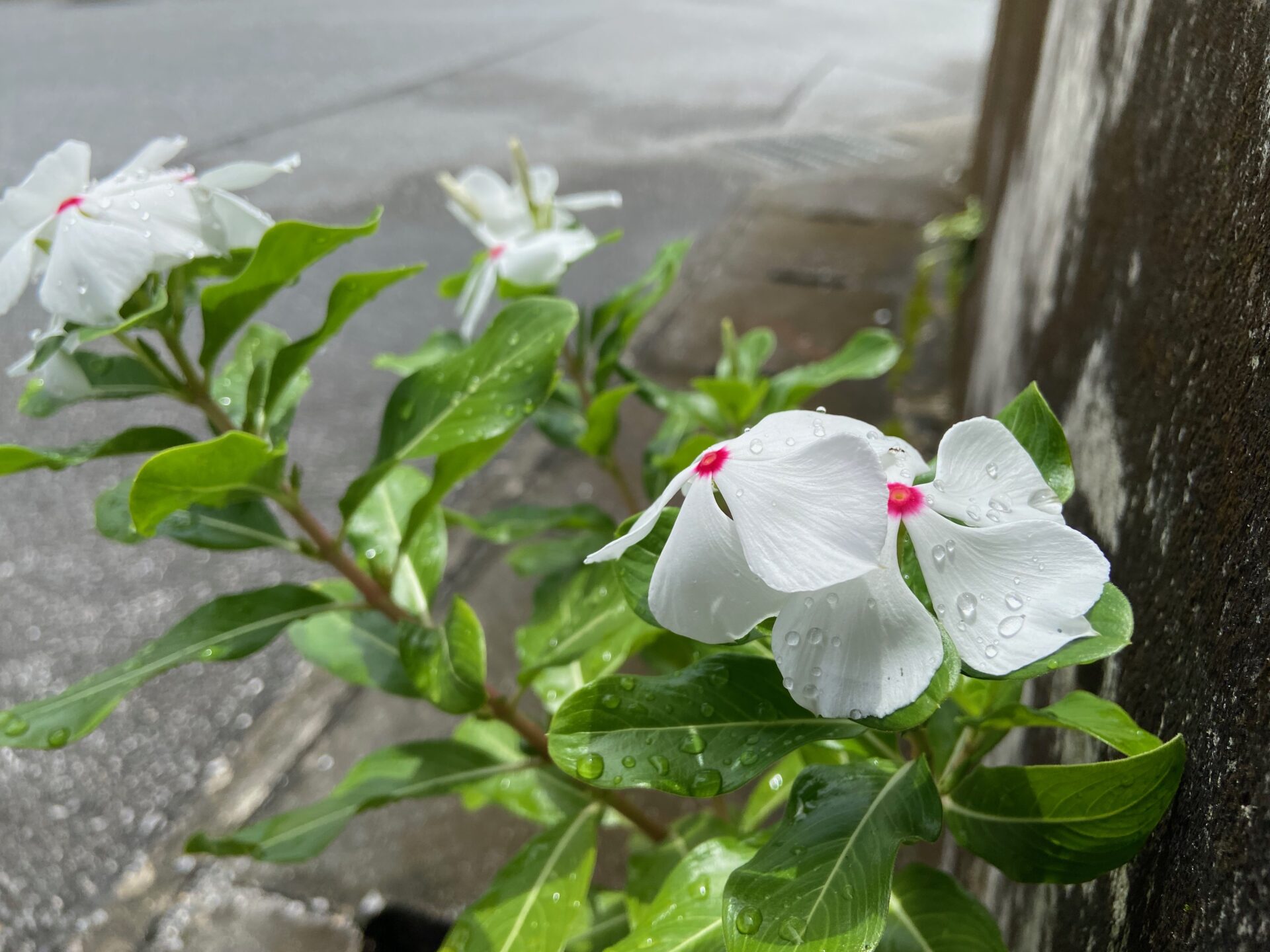沖縄の道端に咲く白い花