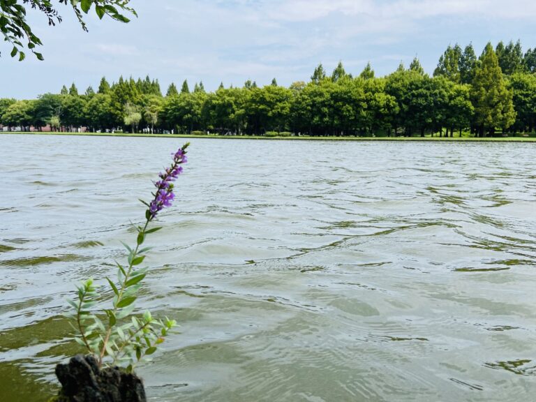 水元公園の花と川