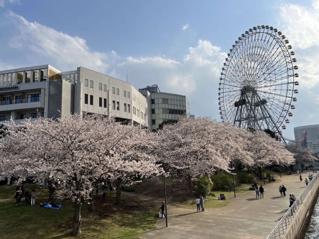 観覧車と桜