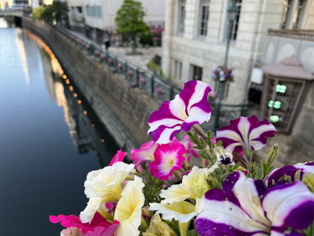 納屋橋の花
