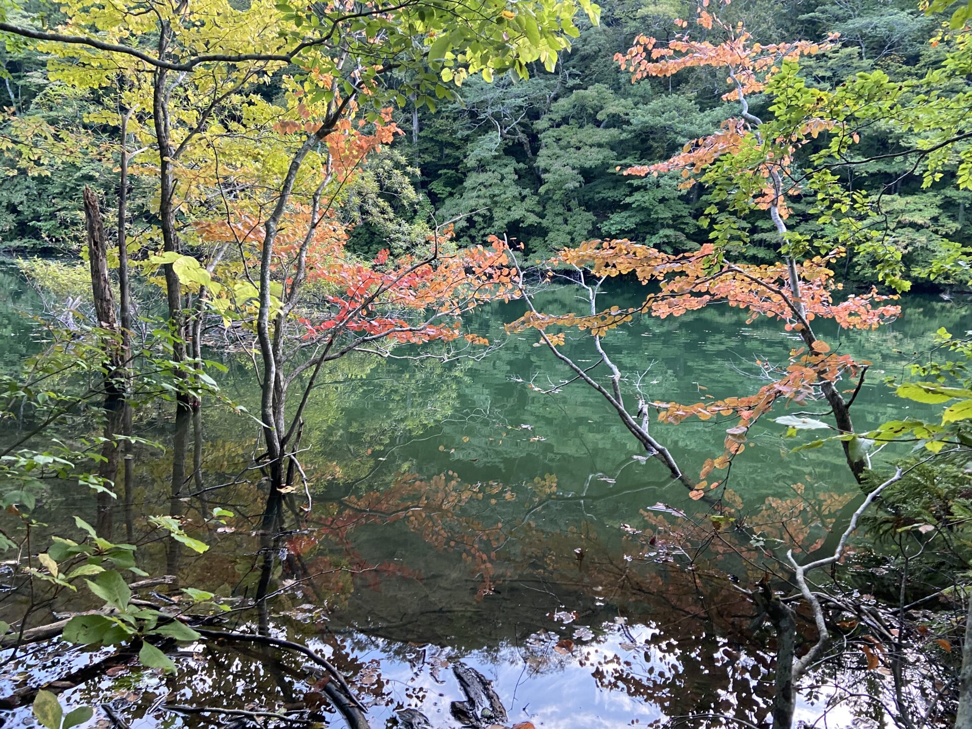 鶏頭場の池と紅葉