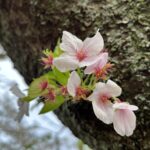 木の幹にあった桜の花