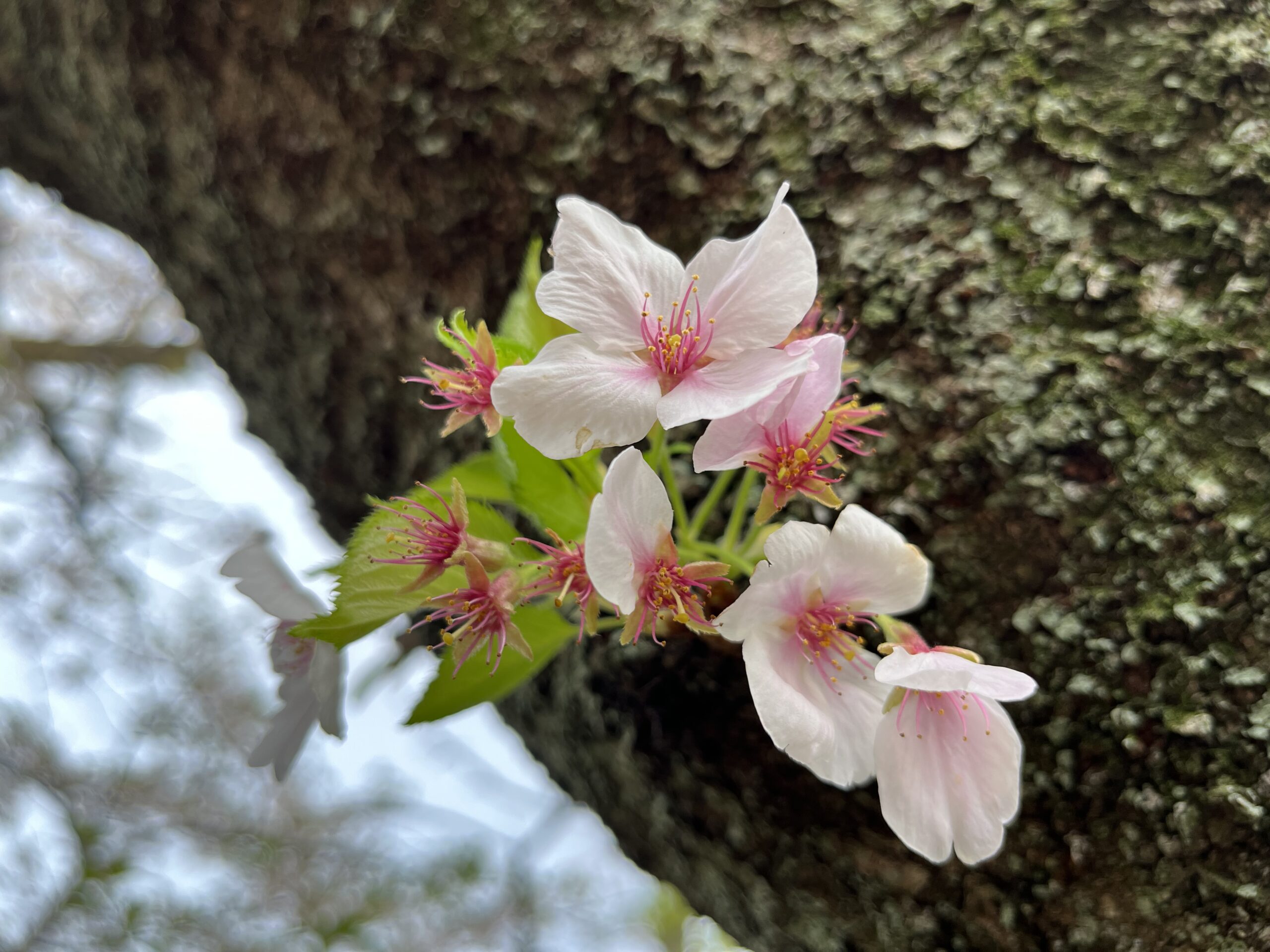 木の幹にあった桜の花