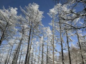 雪と林