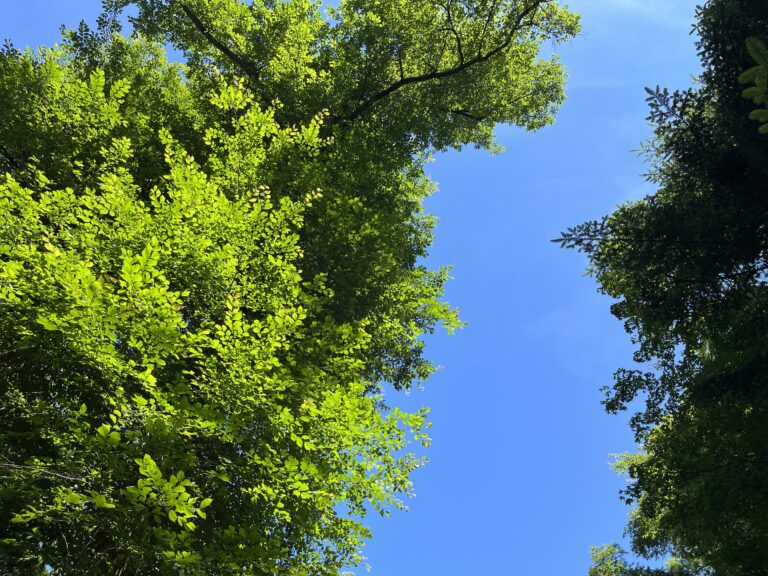 北軽井沢の木と空