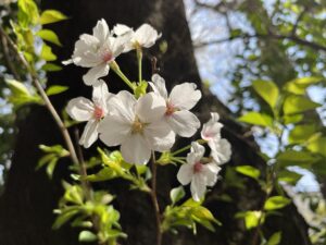 桜