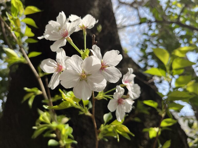 桜