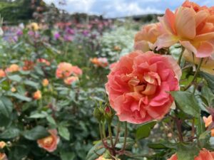 大阪万博公園のバラ